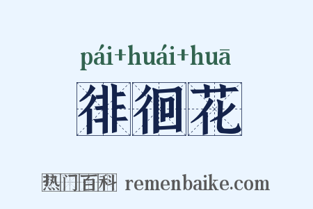 徘徊花是什么意思的图片